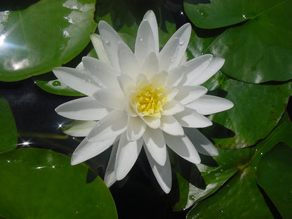 Mature WaterLily - (3 Litre) - Perrys Double White - L/M/S