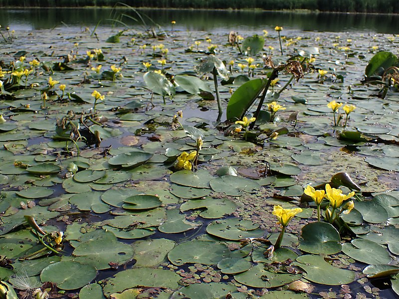 '- Fully Potted 3 Litre Deep Water Pond Plant - Yellow floating Heart - Nymphoides Peltata