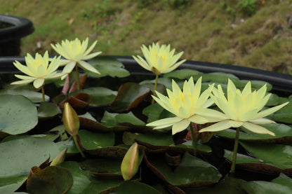 Mature WaterLily - (3 Litre) - Odorata Sulphurea Grandiflora - L/M