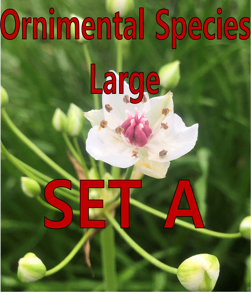 Ornamental - Large - Set A