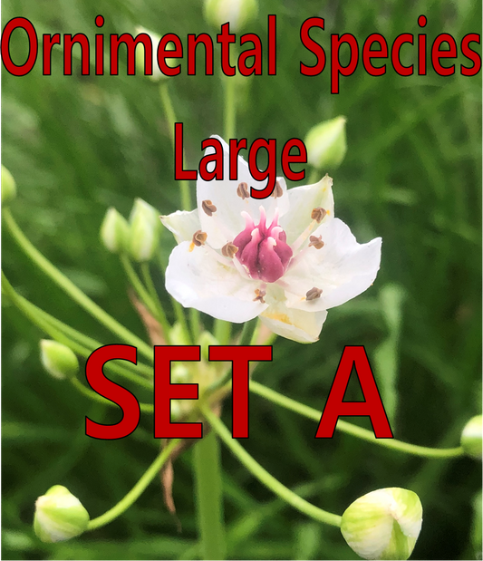 Ornamental - Large - Set A