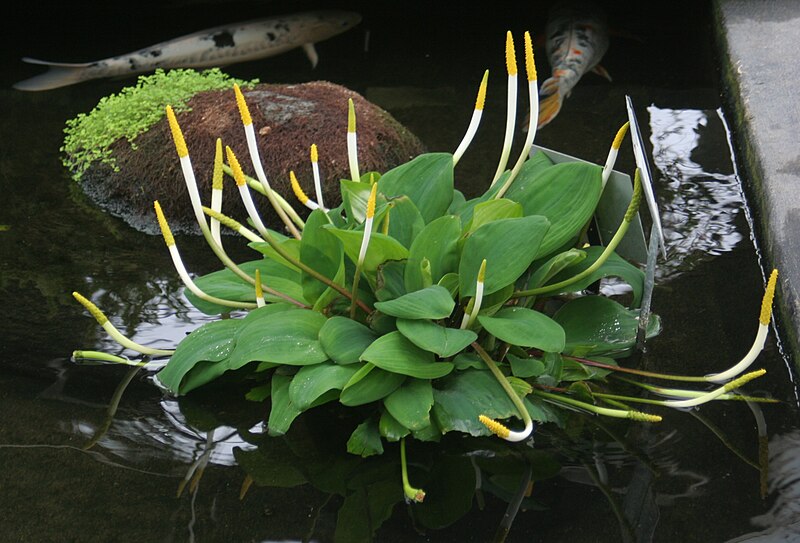 '- Fully Potted 3 Litre Deep Water Pond Plant - Golden Club - Orontium Aquaticum