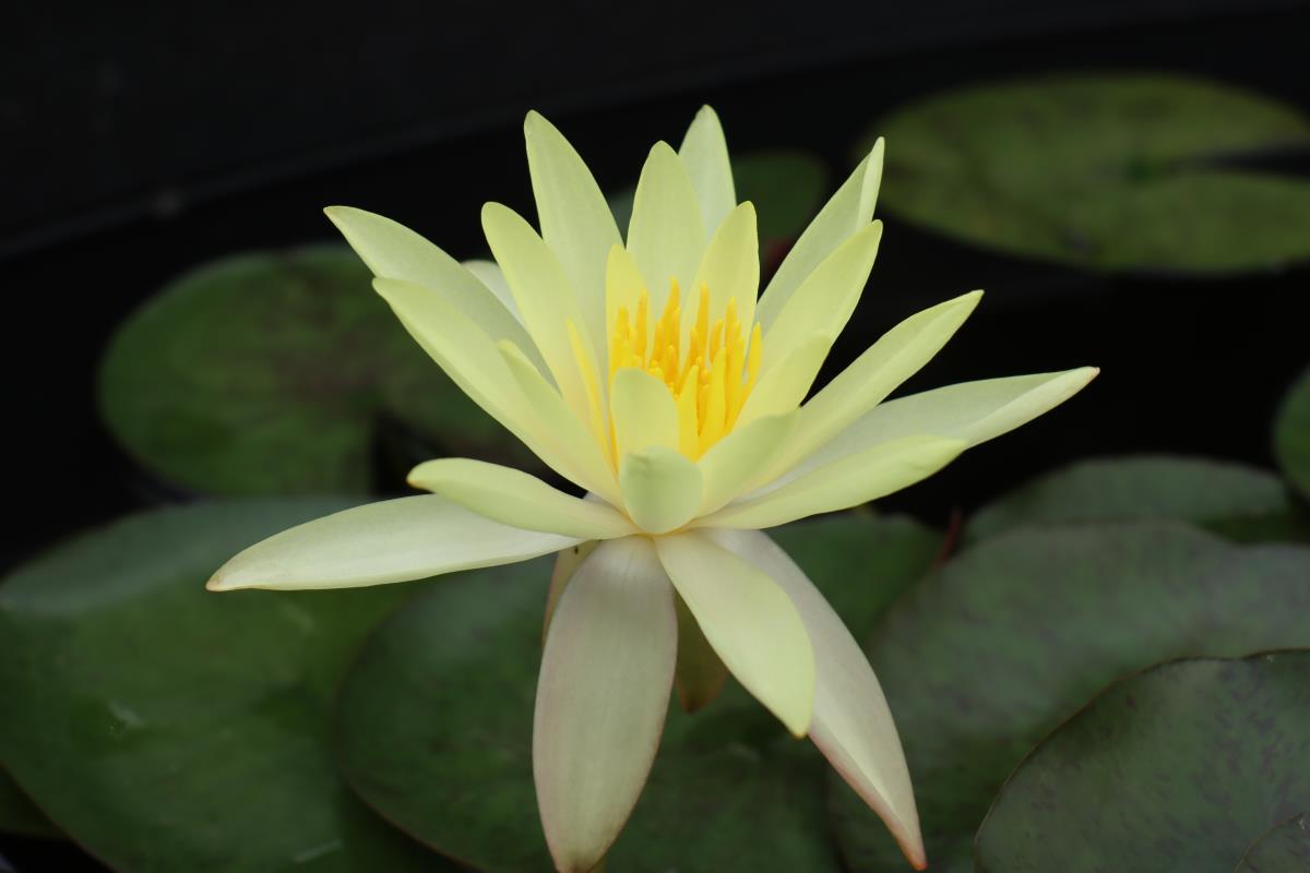 Mature WaterLily - (3 Litre) - Odorata Sulphurea Grandiflora - L/M