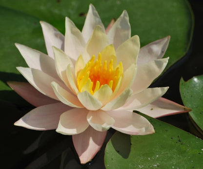 Mature WaterLily - (3 Litre) - Peace Lily - M