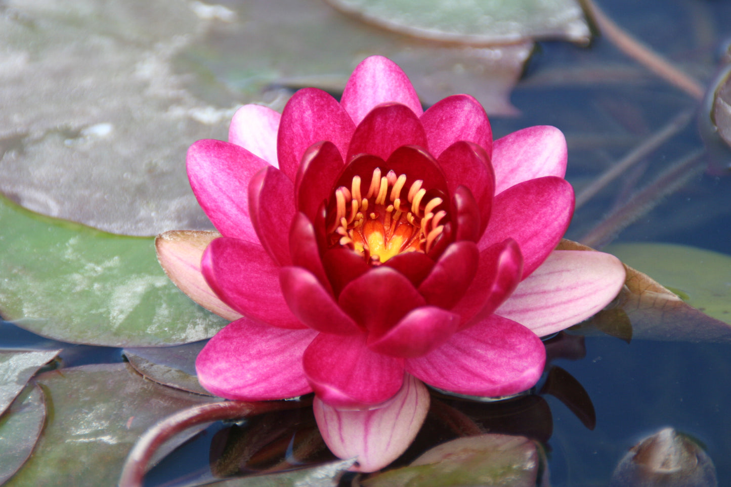 Mature WaterLily - (3 Litre) - Perrys Baby Red - M/S