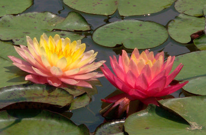 Rare Mature WaterLily - (3 Litre) - Perrys Orange Sunset - M