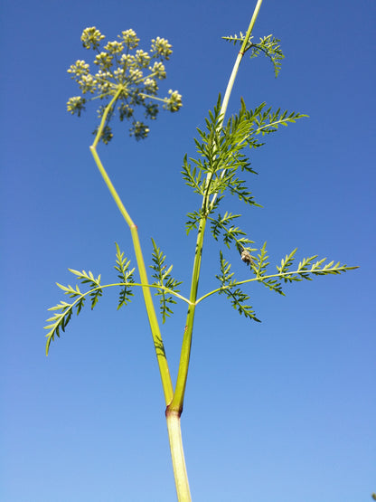 Marginal Pond Plant - (Potted 1 Litre) ~ Marsh Hog's  Fennel - Peucedanum palustre