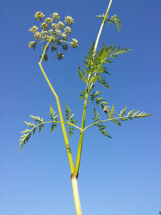 Marginal Pond Plant - (Potted 1 Litre) ~ Marsh Hog's  Fennel - Peucedanum palustre