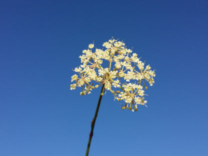 Marginal Pond Plant - (Potted 1 Litre) ~ Marsh Hog's  Fennel - Peucedanum palustre