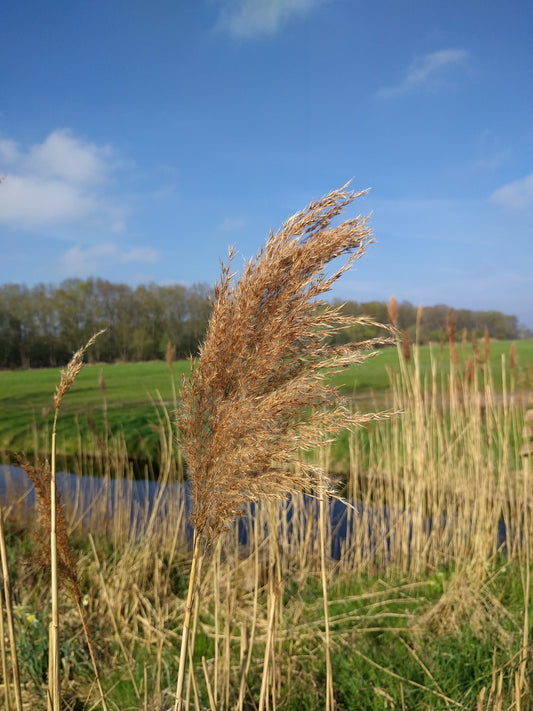 Marginal Pond Plant - (Potted 1 Litre) ~ Norfolk Reed - Phragmites Australis