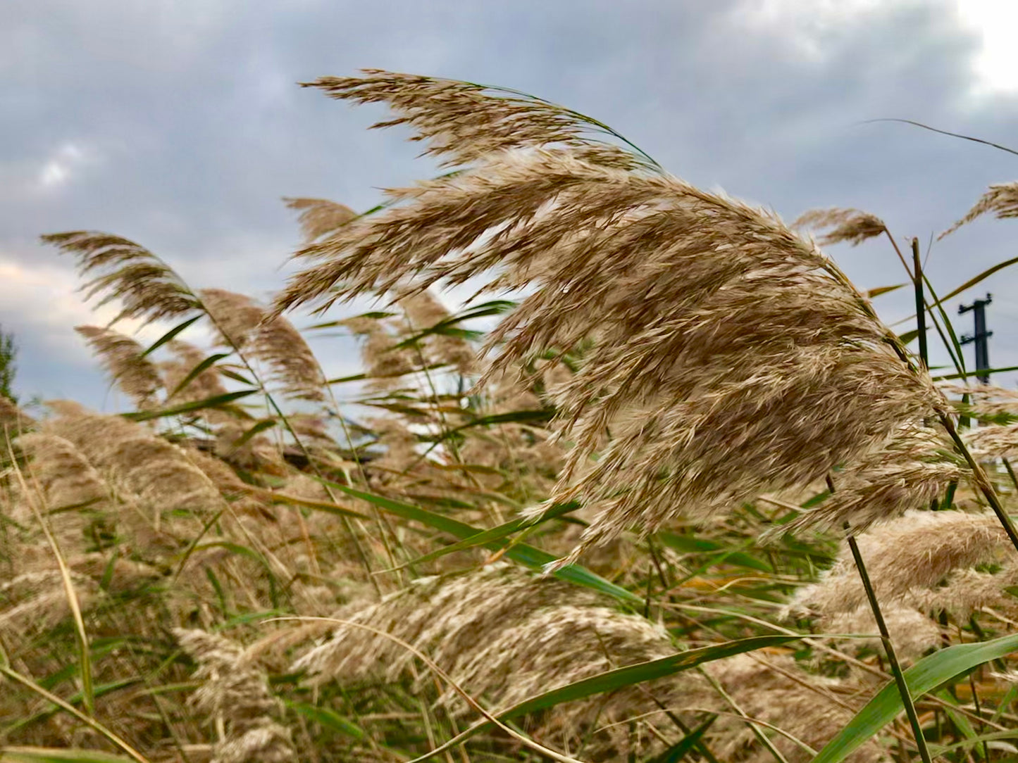 Marginal Pond Plant - (Potted 1 Litre) ~ Norfolk Reed - Phragmites Australis