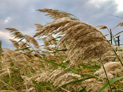 Marginal Pond Plant - (Potted 1 Litre) ~ Norfolk Reed - Phragmites Australis