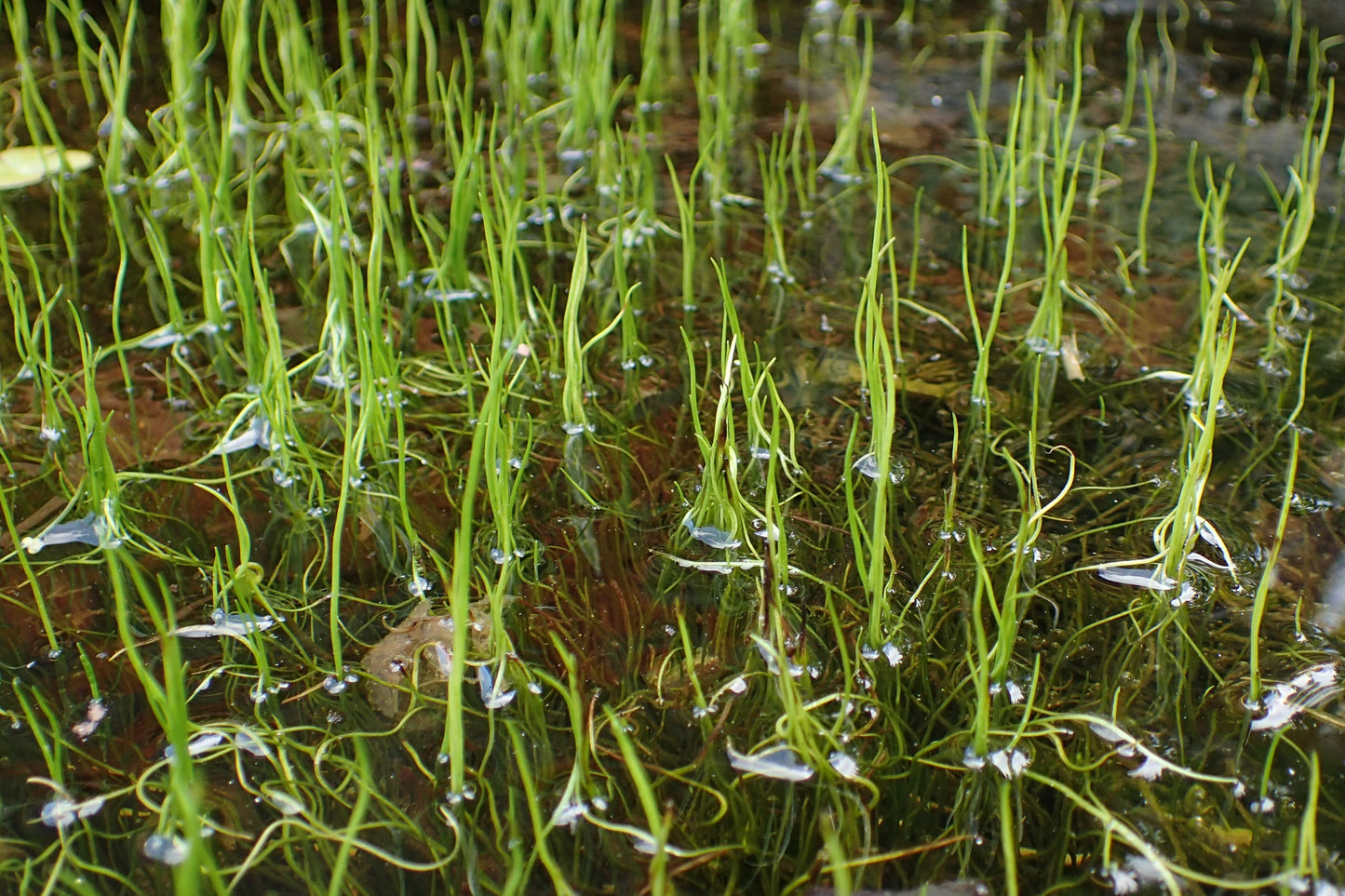 Peppergrass - Pilularia Globulifera