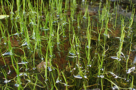 Peppergrass - Pilularia Globulifera