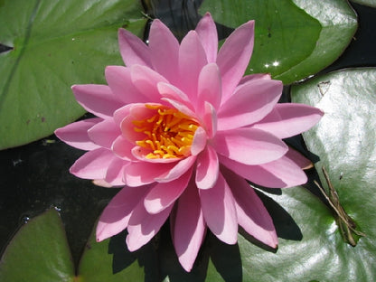 Mature WaterLily - (3 Litre) - Pink Opal - M/S