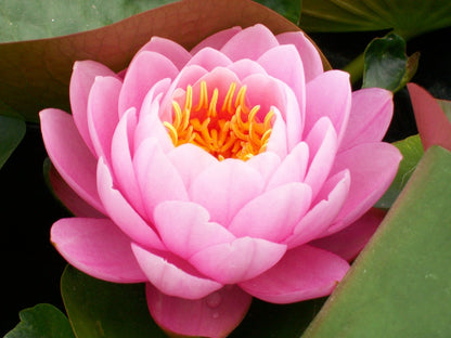 Mature WaterLily - (3 Litre) - Pink Opal - M/S