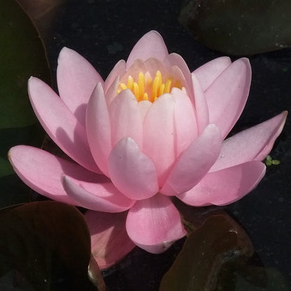 Mature WaterLily - (3 Litre) - Pink Opal - M/S