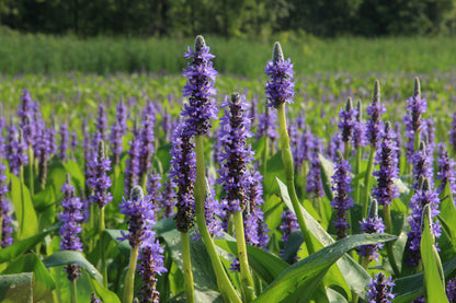 Marginal Pond Plant - (Potted 1 Litre) ~ Giant Pickeral Plant - Pontederia Lanceolata