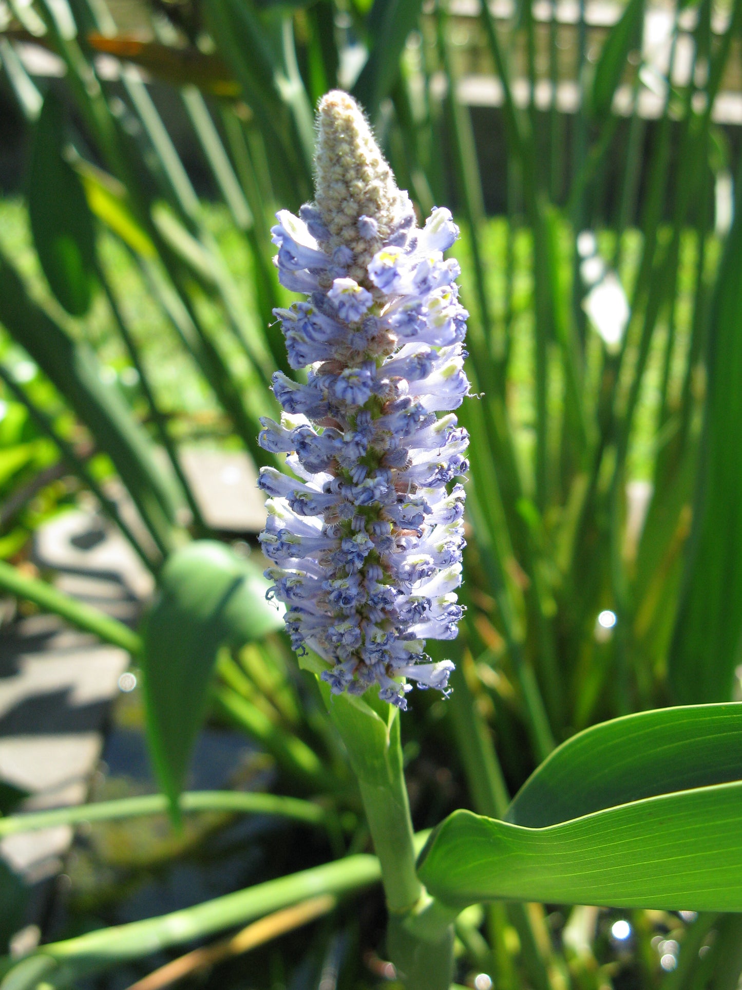 Marginal Pond Plant - (Potted 1 Litre) ~ Giant Pickeral Plant - Pontederia Lanceolata