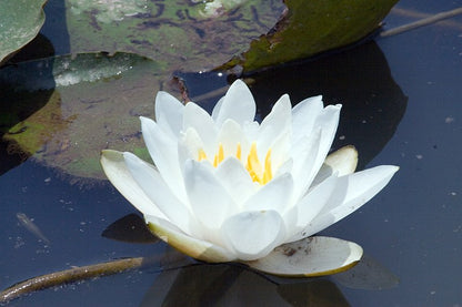 Mature WaterLily - (3 Litre) - Queen Of The Whites - M