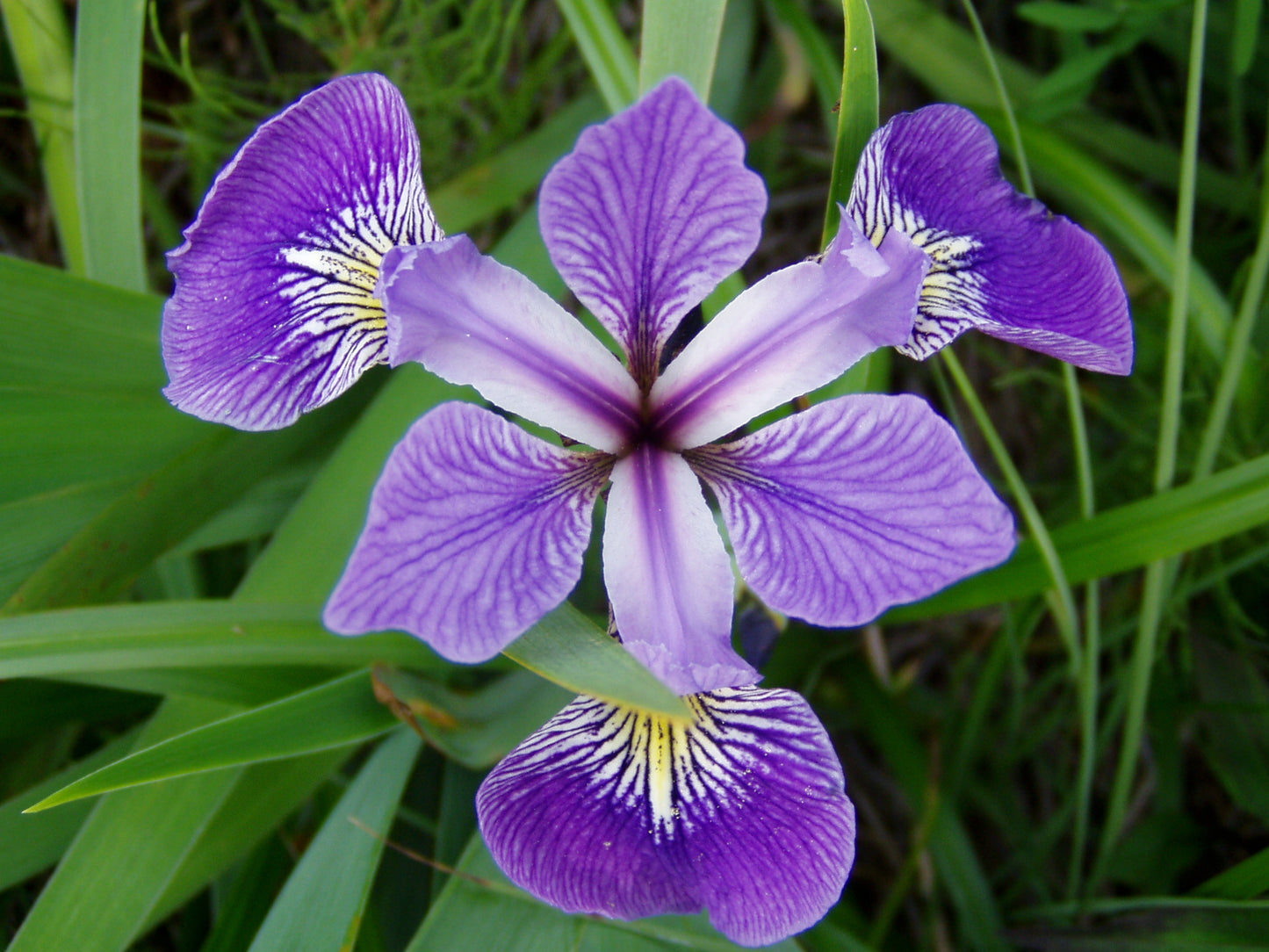 Marginal Pond Plant - (Potted 1 Litre) ~ Purple Steamed Water Iris - Iris Versicolour Gerald Darby