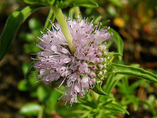 Marginal Pond Plant - (Potted 1 Litre) ~ White Water Spearmint - Preslia Cervina Alba