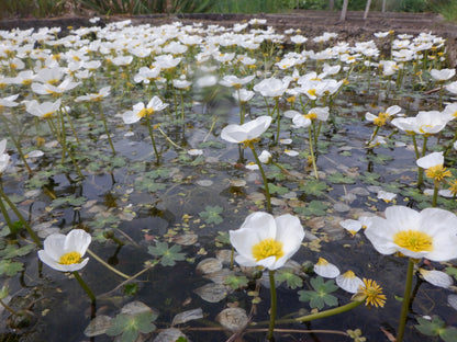 Ivy-Leafed Crowfoot - Ranunculus Aquatilis