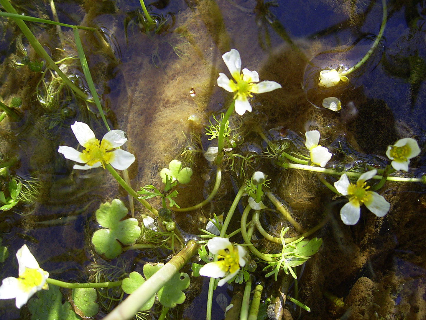 Ivy-Leafed Crowfoot - Ranunculus Aquatilis