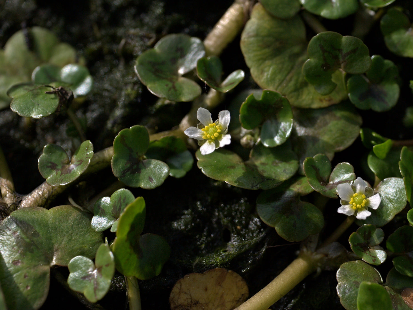 Ivy-Leafed Crowfoot - Ranunculus hederaceus