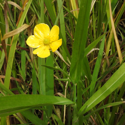 Marginal Pond Plant - (Potted 1 Litre) ~ Giant Spearwort - Ranunculus Lingua