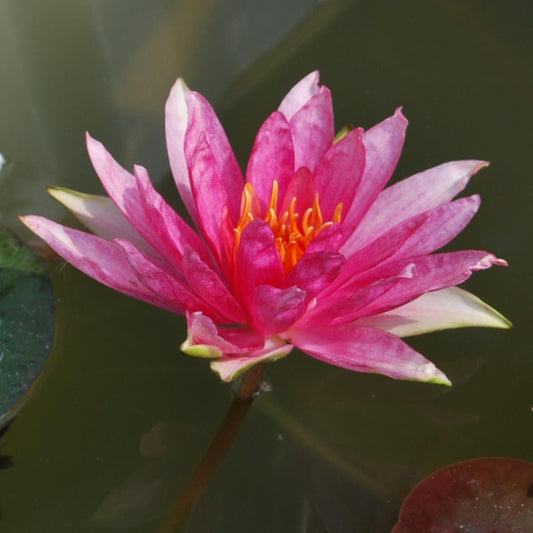 Mature WaterLily - (3 Litre) - Red Spider - M