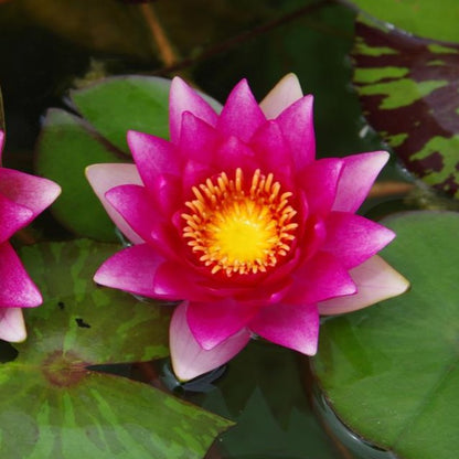 Mature WaterLily - (3 Litre) - Rembrandt - L/M