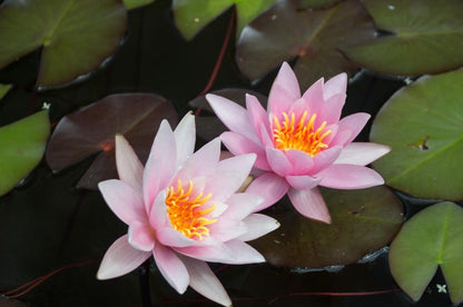 Mature WaterLily - (3 Litre) - Rosennymphe - L/M/S