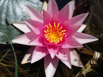 Mature WaterLily - (3 Litre) - Rosy Morn - L/M