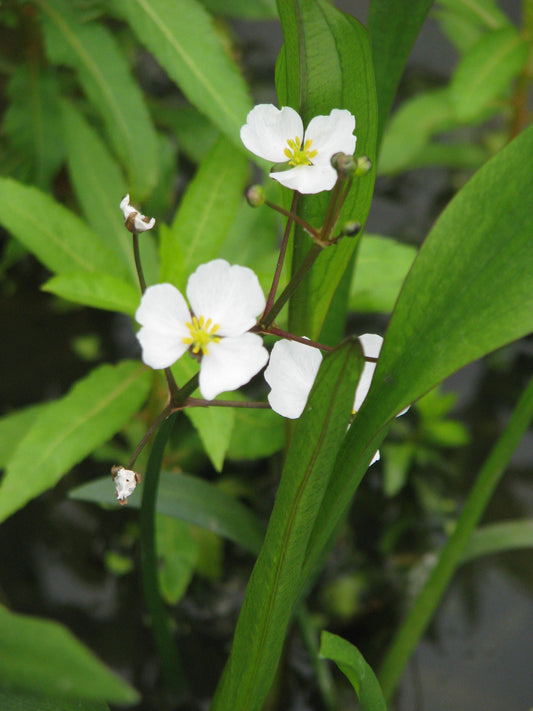 Marginal Pond Plant - (Potted 1 Litre) ~ Grass-Leaved Arrowhead - Sagittaria graminea