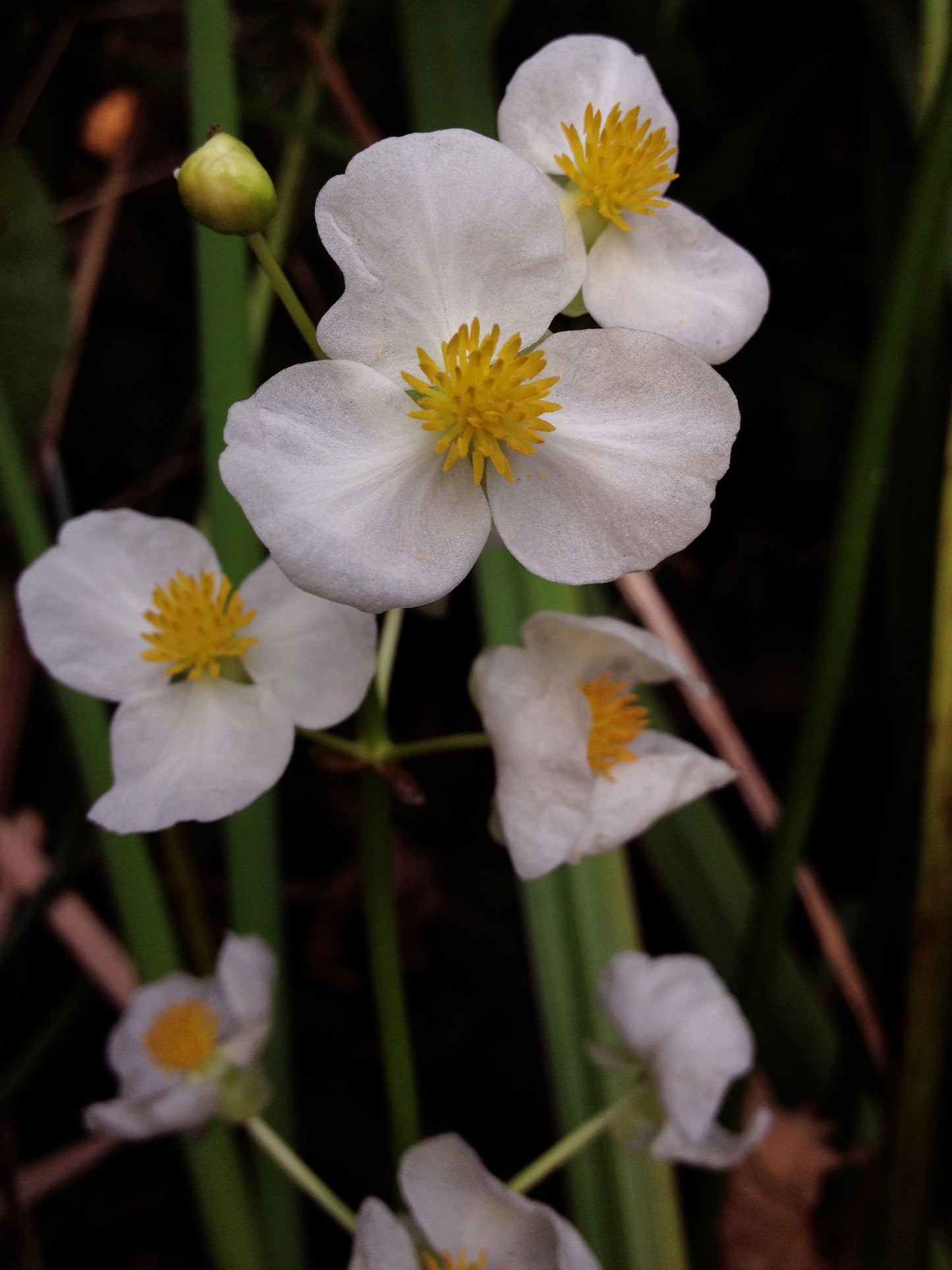 Marginal Pond Plant - (Potted 1 Litre) ~ Duck Potato - Sagittaria Latifolia