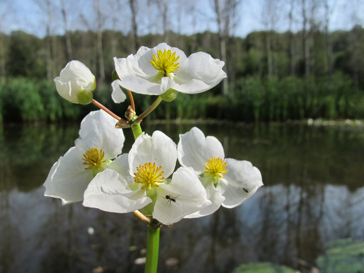 Marginal Pond Plant - (Potted 1 Litre) ~ Duck Potato - Sagittaria Latifolia