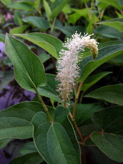 Marginal Pond Plant - (Potted 1 Litre) ~ Lizard's Tail - Saururus Cernuus