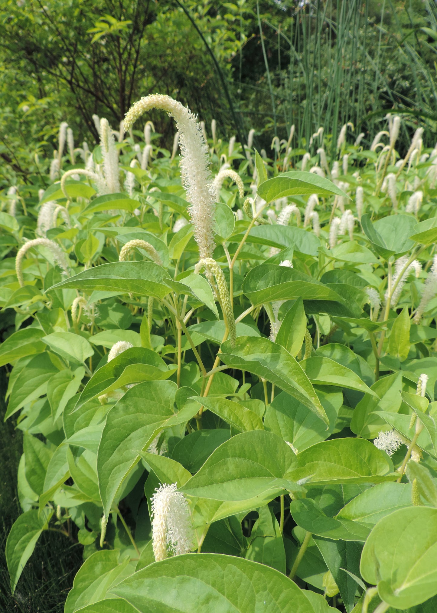 Marginal Pond Plant - (Potted 1 Litre) ~ Lizard's Tail - Saururus Cernuus