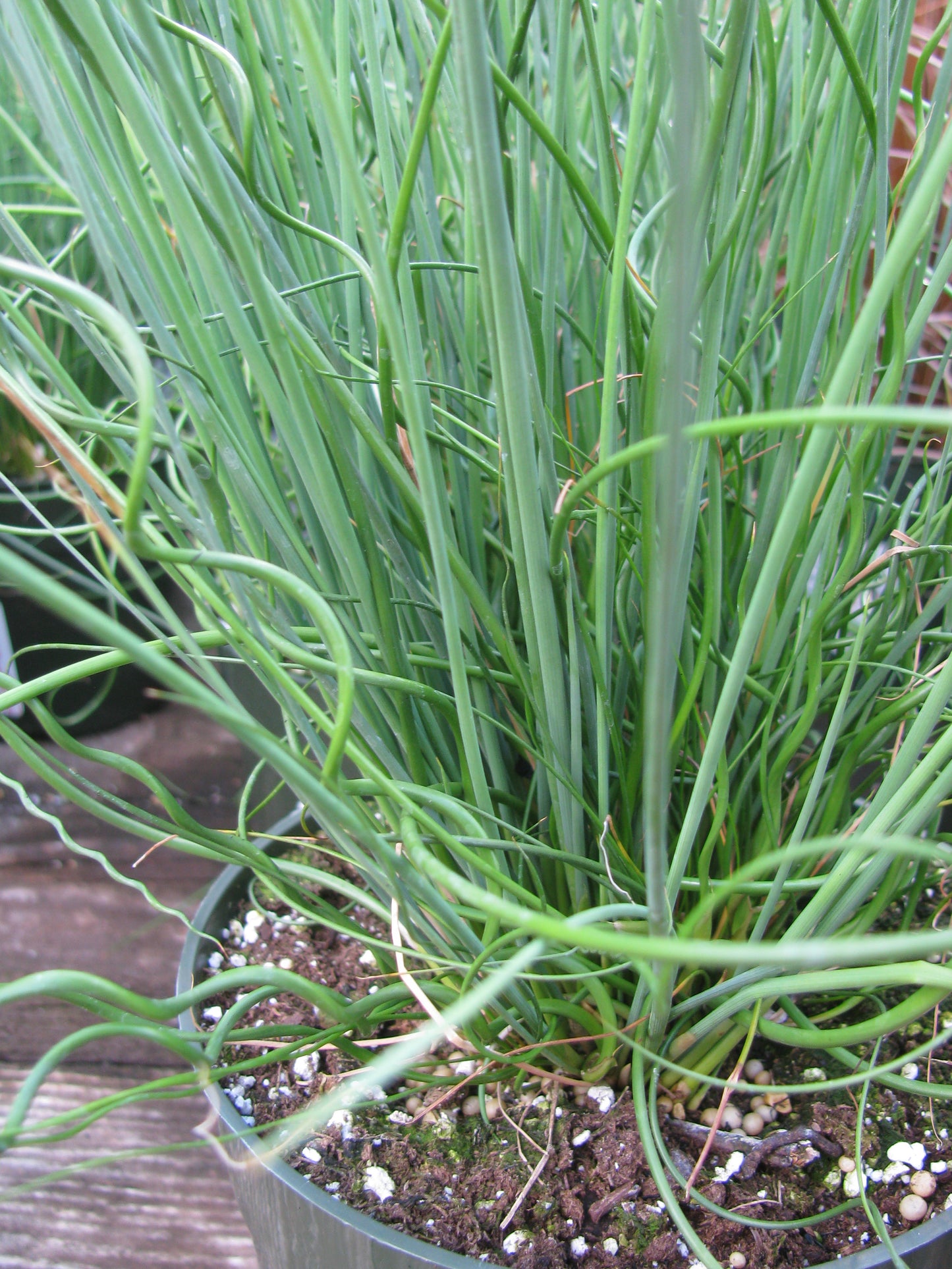 Marginal Pond Plant - (Potted 1 Litre) ~ Corkscrew Rush - Juncus Effusus Spiralis