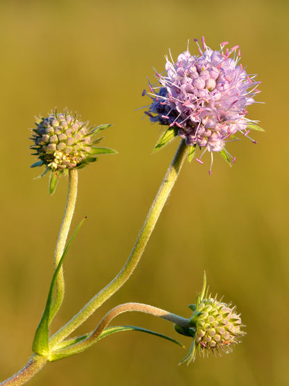 Marginal Pond Plant - (Potted 1 Litre) ~ Devil's-Bit Scabious - Succisa Pratensis