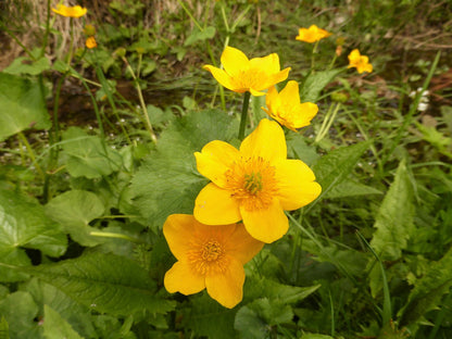 Marginal Pond Plant - (Potted 1 Litre) ~ Giant King Cup - Caltha Polypetala