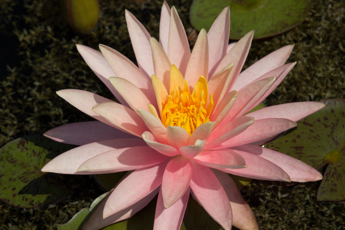 Mature WaterLily - (3 Litre) - Sunny Pink - M/S