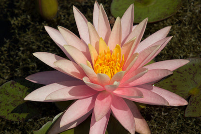 Mature WaterLily - (3 Litre) - Sunny Pink - M/S