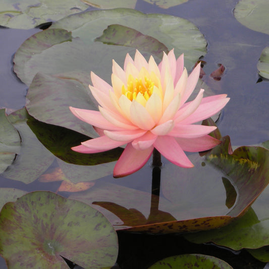 Mature WaterLily - (3 Litre) - Sunny Pink - M/S