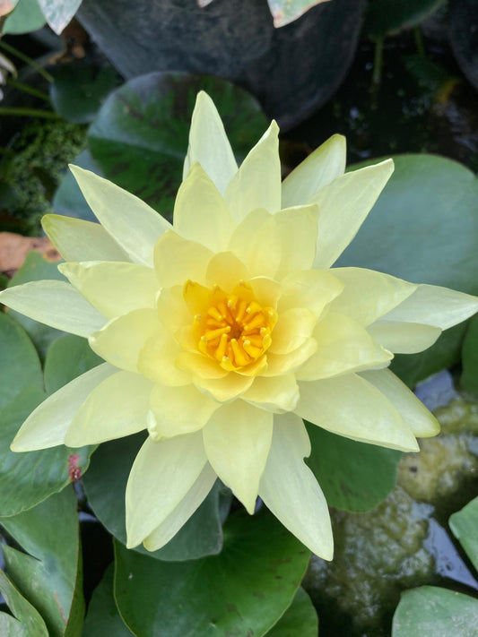 Mature WaterLily - (3 Litre) - Sunrise - L/M