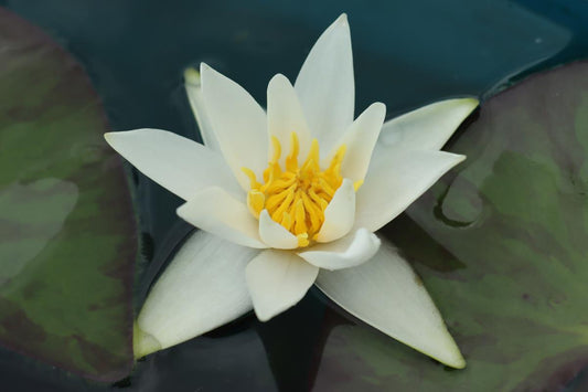 Mature WaterLily - (3 Litre) - Tetragona Alba - S