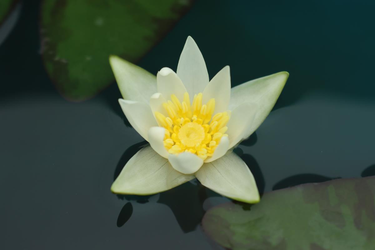 Mature WaterLily - (3 Litre) - Tetragona Alba - S