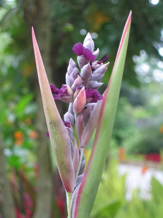 Marginal Pond Plant - (Potted 1 Litre) ~ Powdery Aligator-Flag - Thalia dealbata