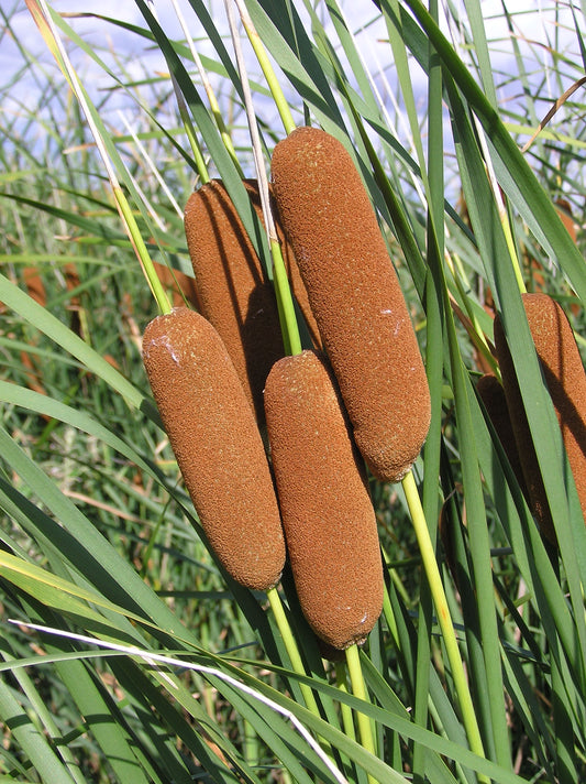 Marginal Pond Plant - (Potted 1 Litre) ~ Golden Headed Reed Mace - Typha Laxmanii